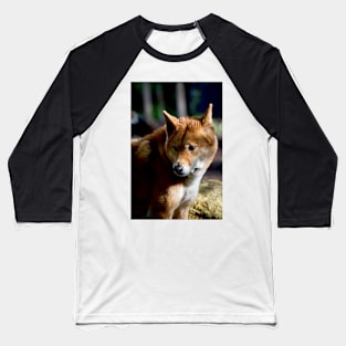 Dingo Stare Baseball T-Shirt